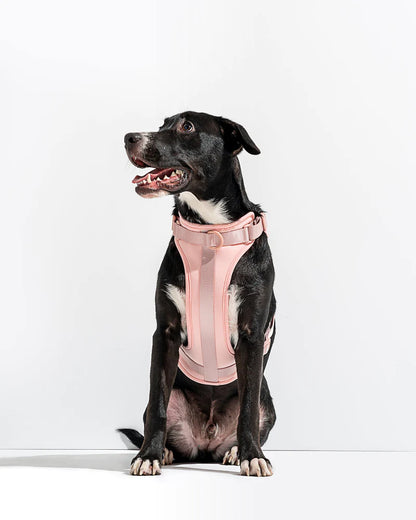 Komplet za sprehod z oprsnico - Blush